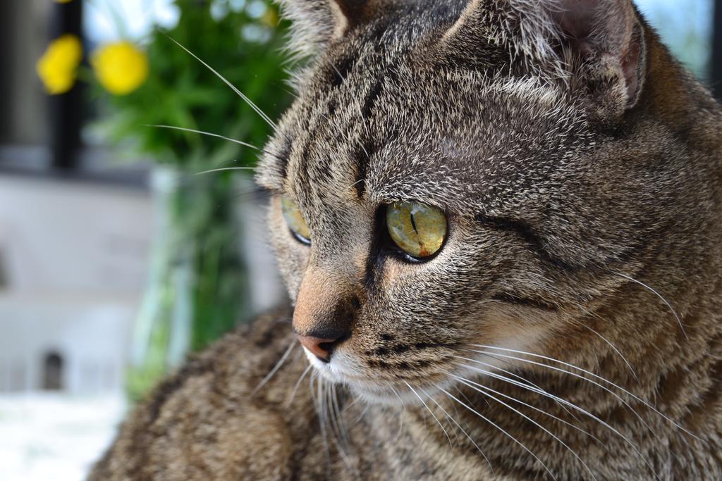 Julias Guesthouse Ora / Auer エクステリア 写真